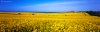 Bamburgh and the rape seed040 web copy 2.jpg