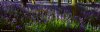 Bluebells 029 webcopy 2.jpg