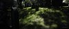 grass2.jpg grass2.jpg