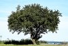 the tree of wisdom.jpg