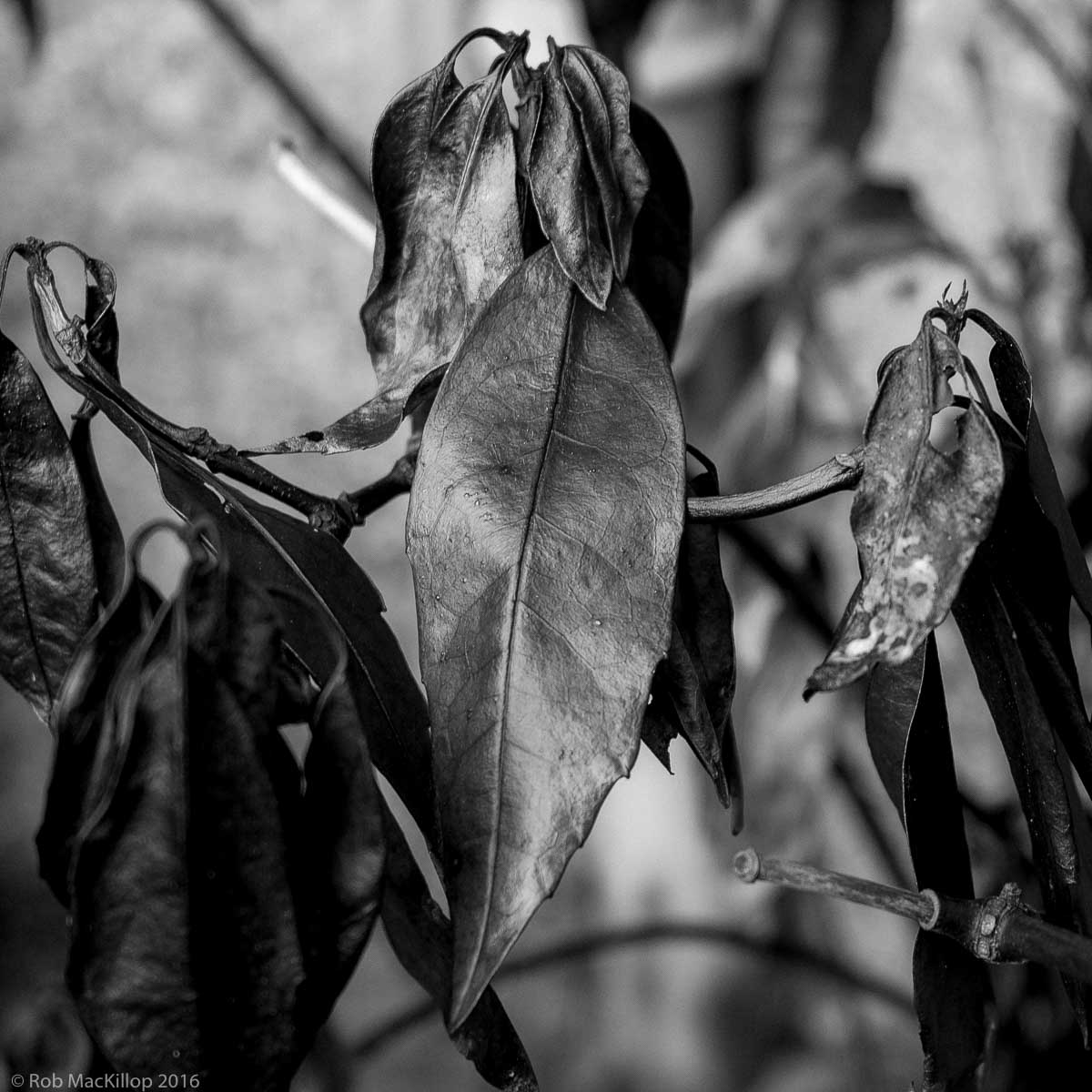 Black Leaf