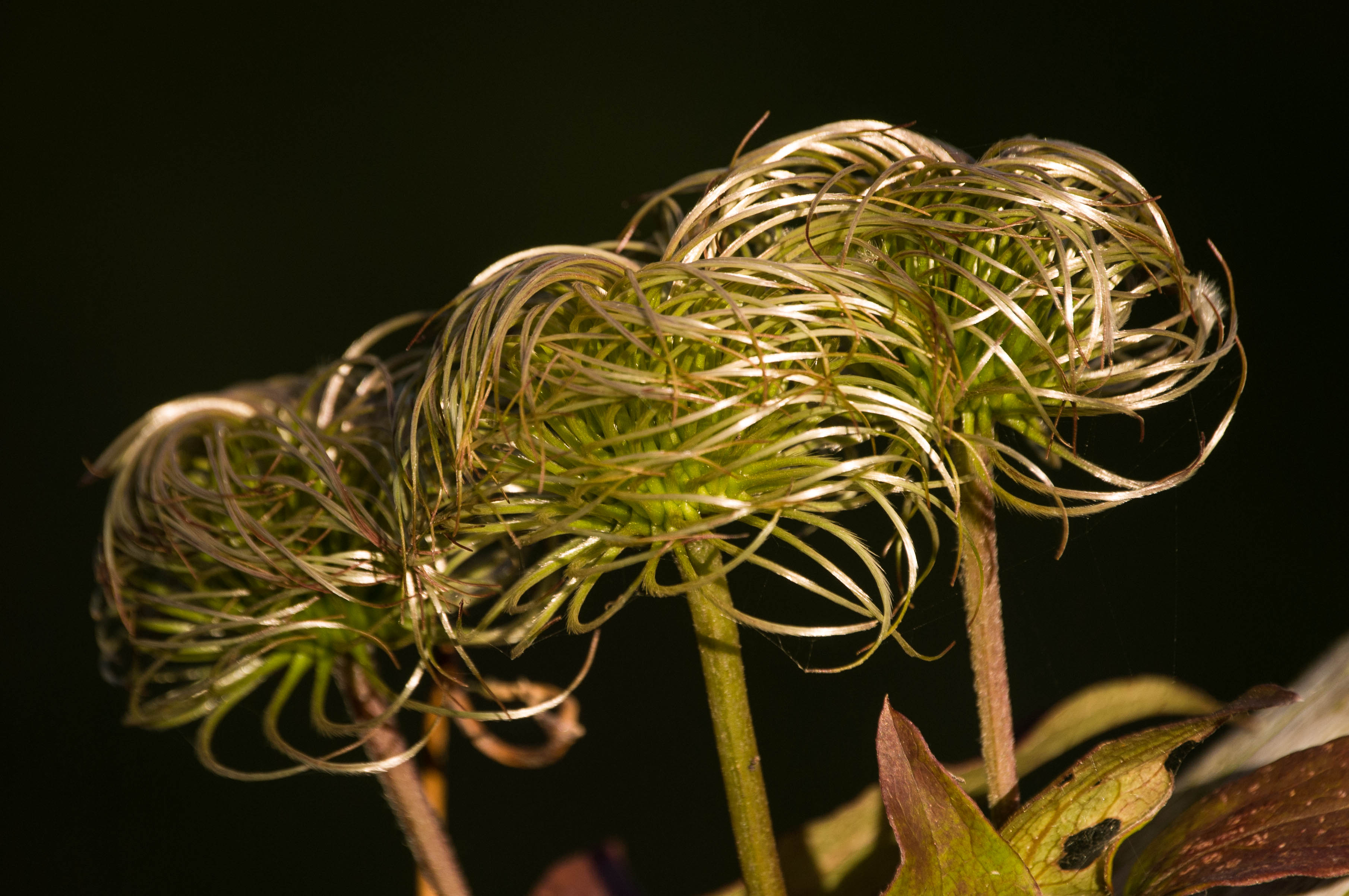 Clematis heads