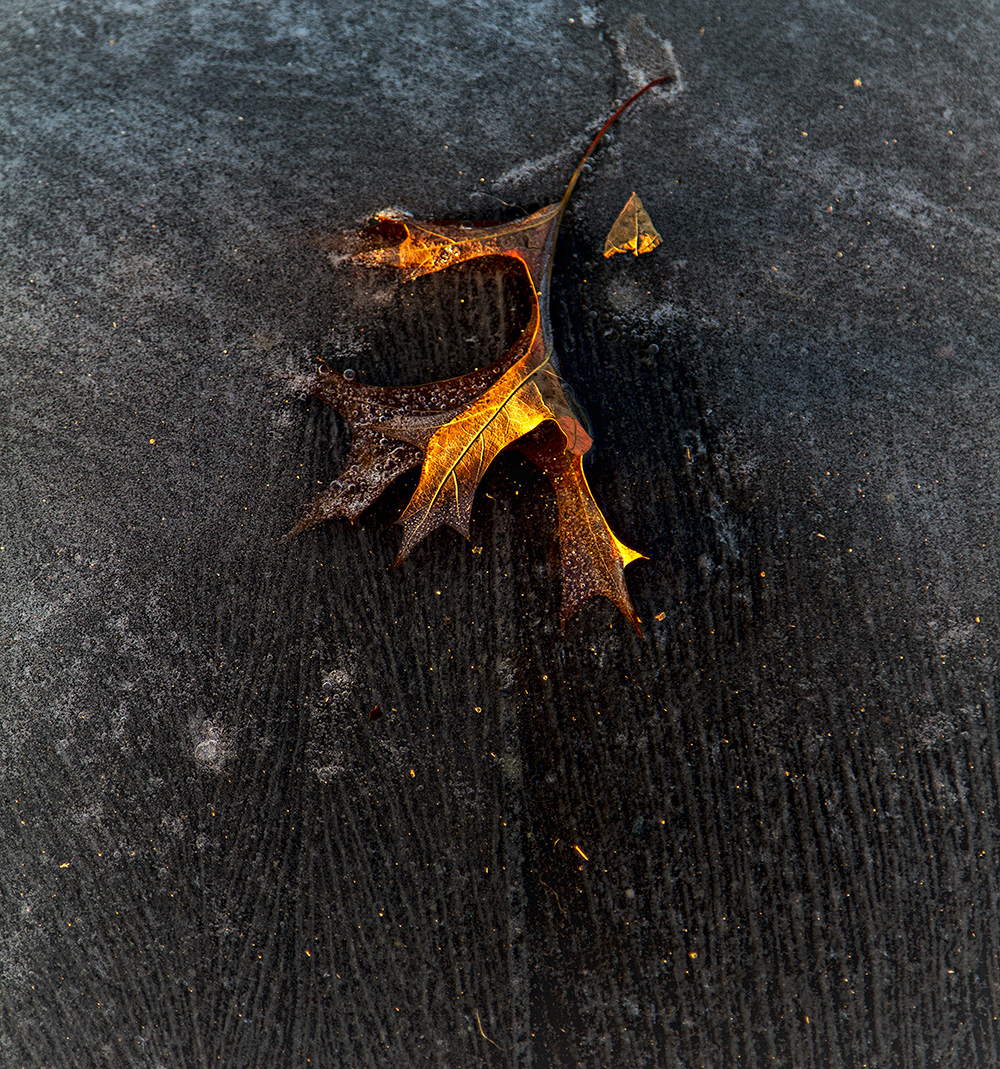 Leaf in Ice