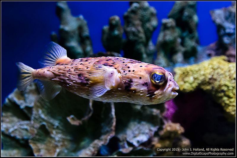 FileFish_15Sep-05.jpg