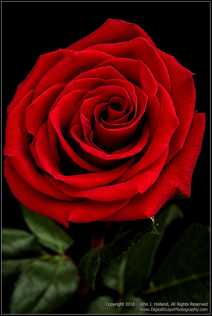 Red_Rose_18May-07.jpg