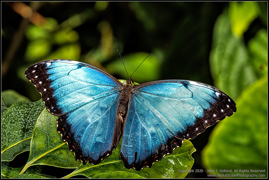 Blue_Morpho_20Mar-19.jpg