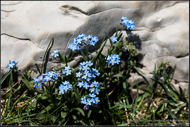 Alpine_Forget_Me_Not_17May-09.jpg