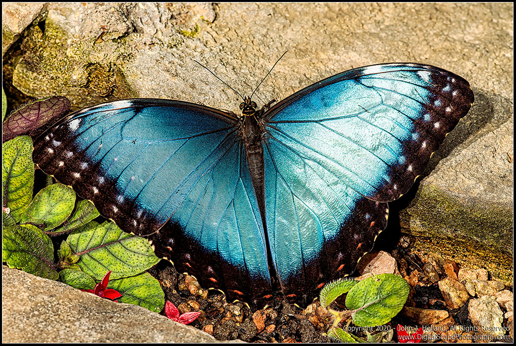 Blue_Morpho_20Mar-11.jpg