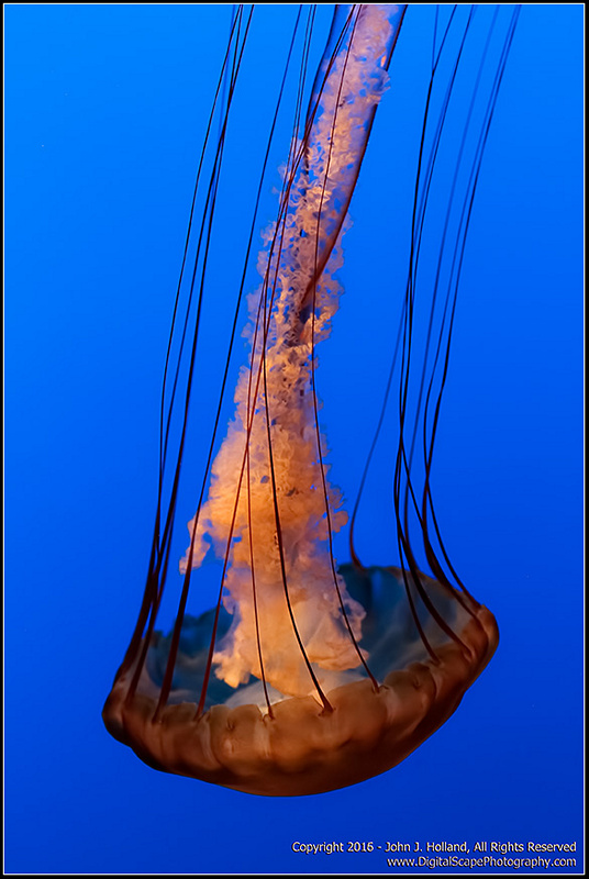 Sea_Nettle_16Feb-16.jpg