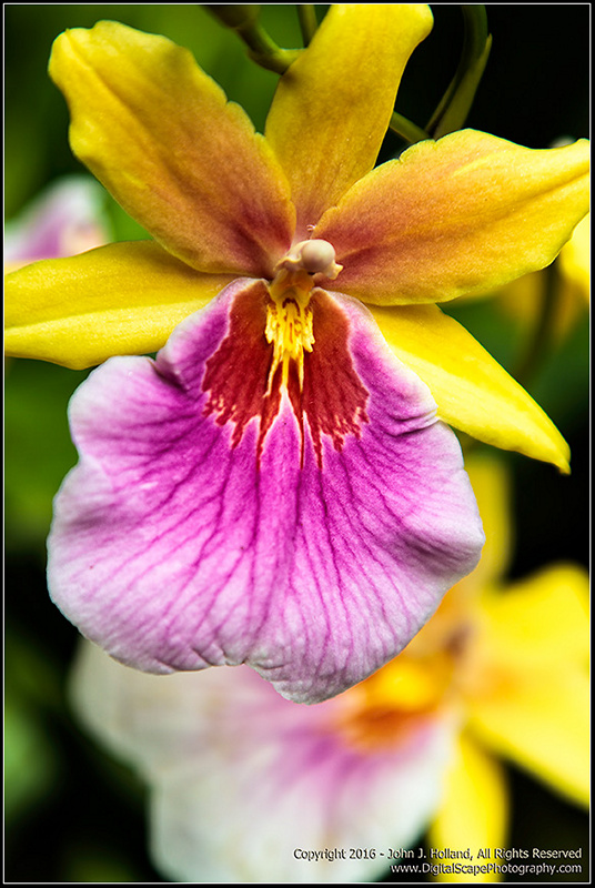 Orchid_16May-06.jpg