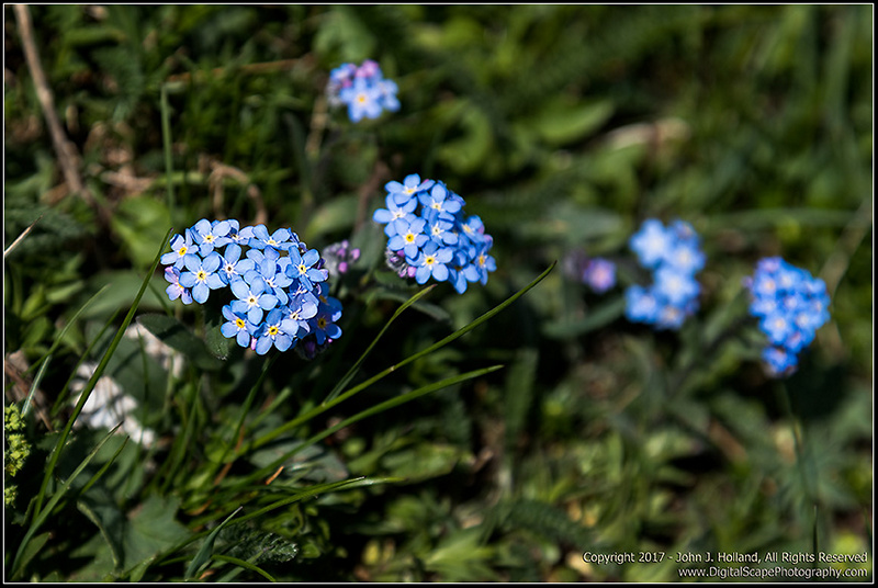 Alpine_Forget_Me_Not_17May-02.jpg