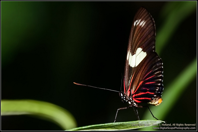 Doris_Longwing_16Mar-08.jpg