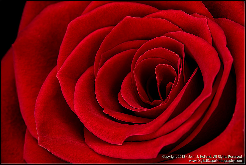 Red_Rose_18May-24.jpg