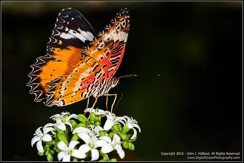 Malay_Lacewing_16Mar-04.jpg