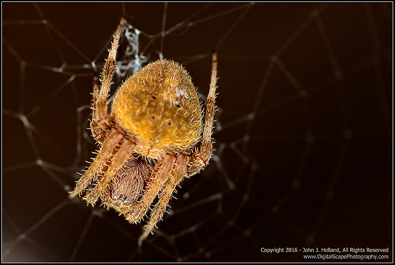 Orb_Weaver_16Oct-11-23.jpg