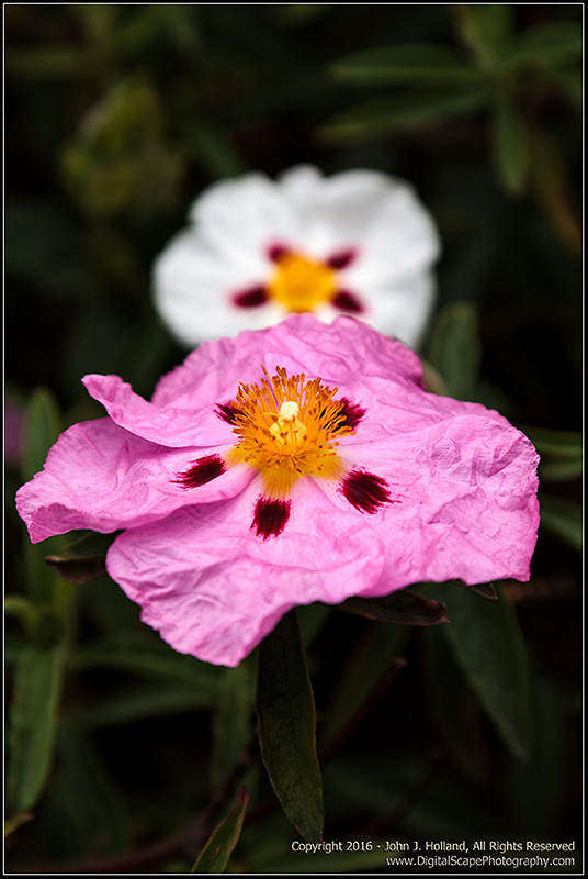 Rock_Rose_16May-02.jpg