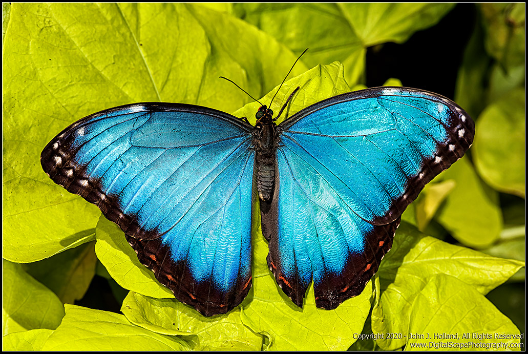 Blue_Morpho_20Mar-08.jpg