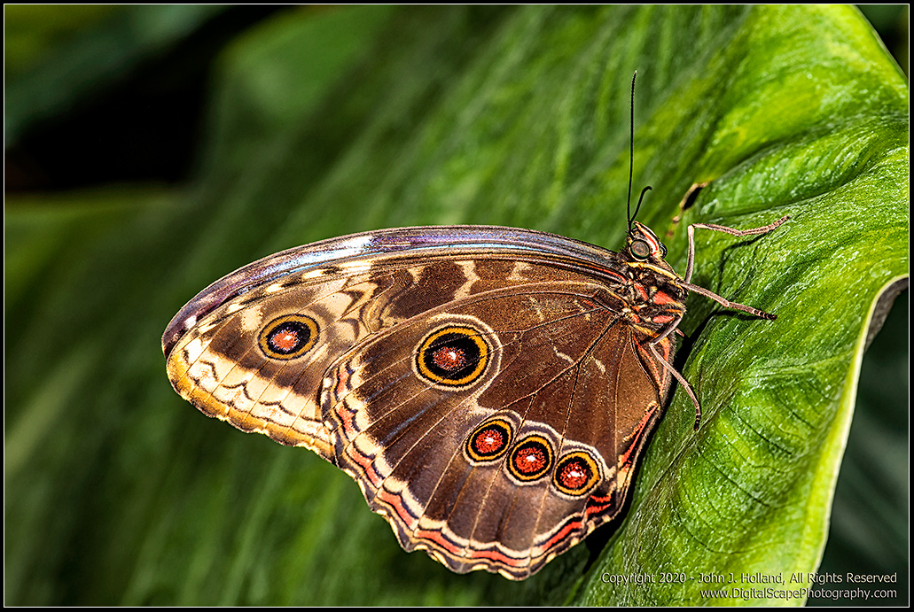 Blue_Morpho_20Mar-22.jpg