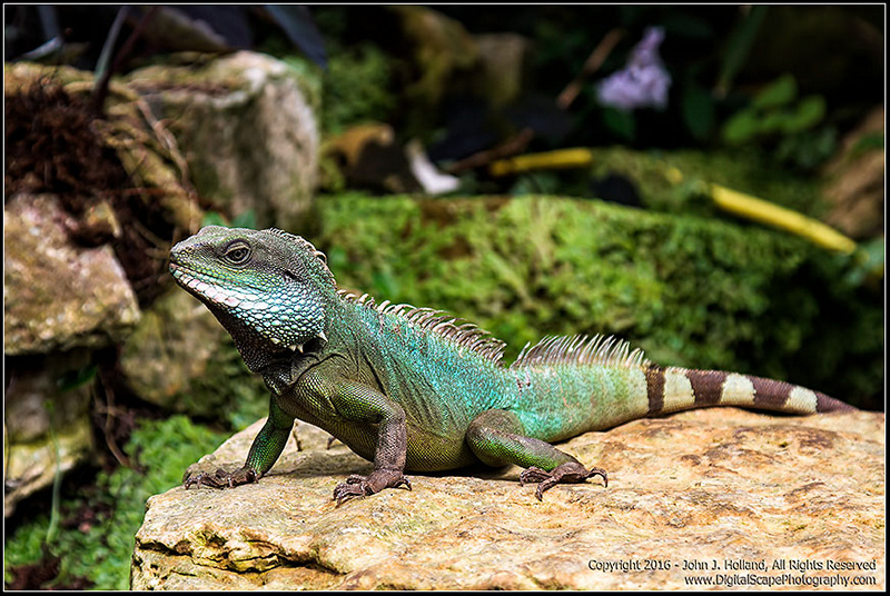 Iguana_16May-01.jpg