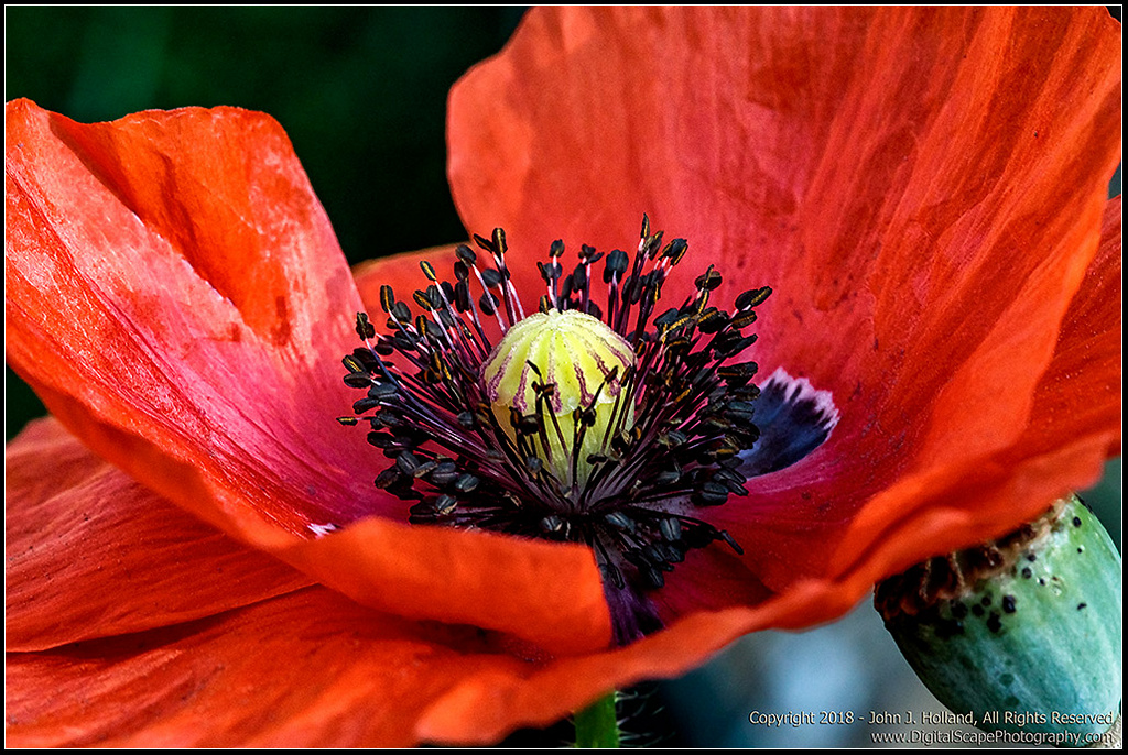 Red_Poppy_18May-29.jpg