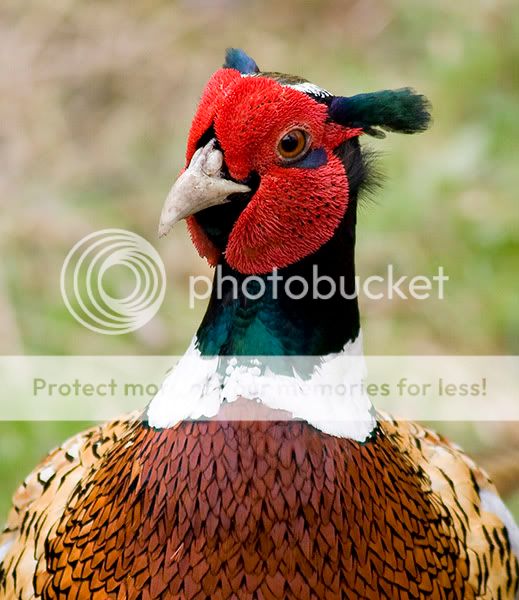 Pheasant-5.jpg