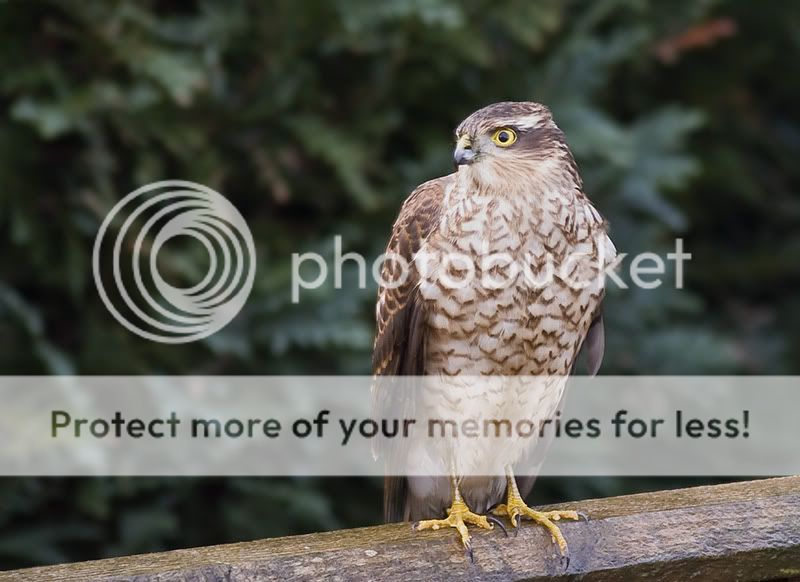 Sparrowhawk1-3.jpg