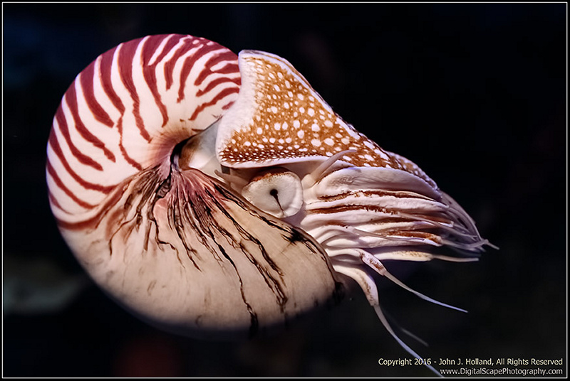 Chambered_Nautilus_16Feb-27.jpg