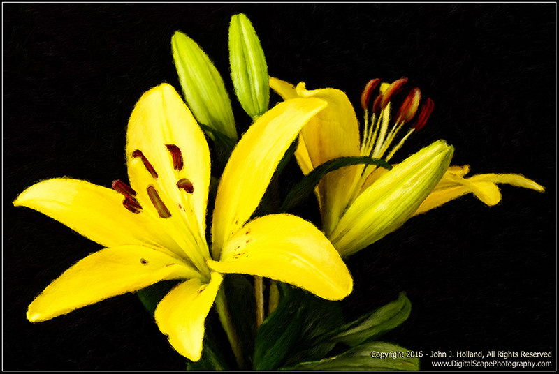 Yellow_Day_Lily_16Jan-03-Paint.jpg