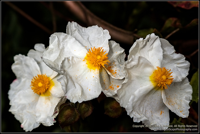 California_Tree_Poppy16May-01.jpg