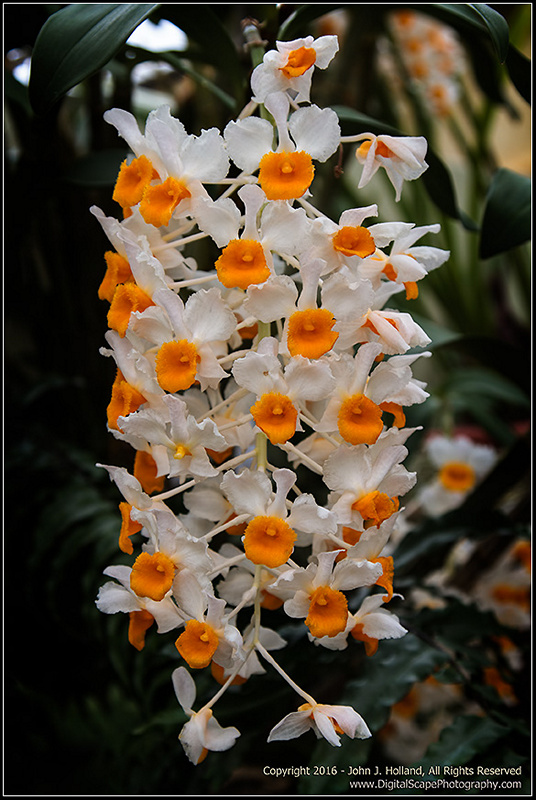 Pinecone-like_Raceme_Dendrobium_16May-02.jpg