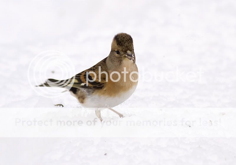 Brambling3.jpg