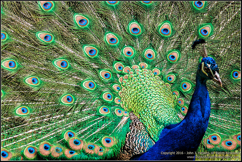 Peacock_16May-10.jpg