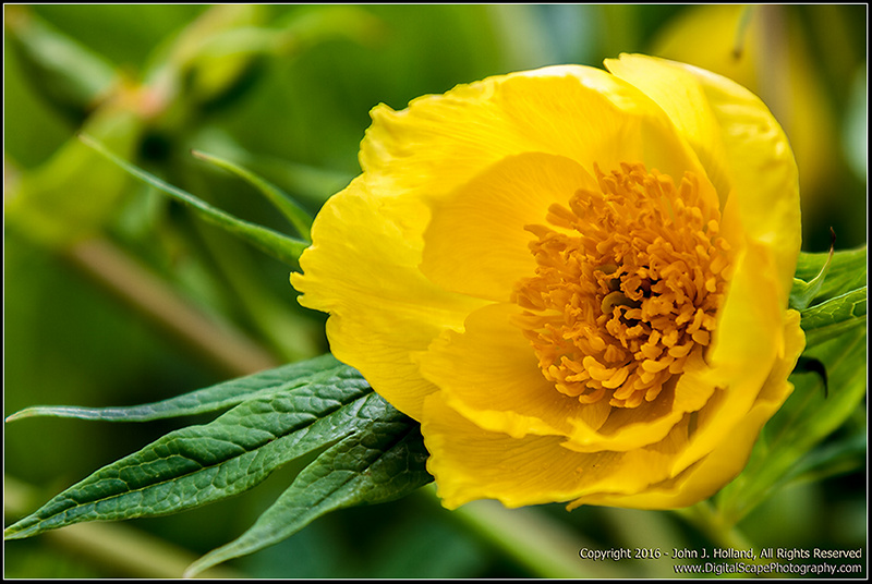 Yellow_Flower_16May-01.jpg