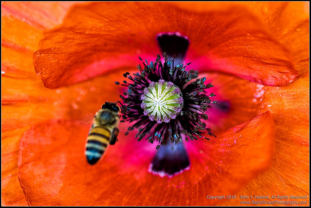 Red_Poppy_18May-02.jpg