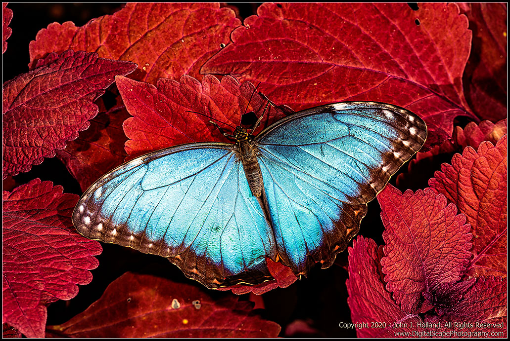 Blue_Morpho_20Mar-24.jpg